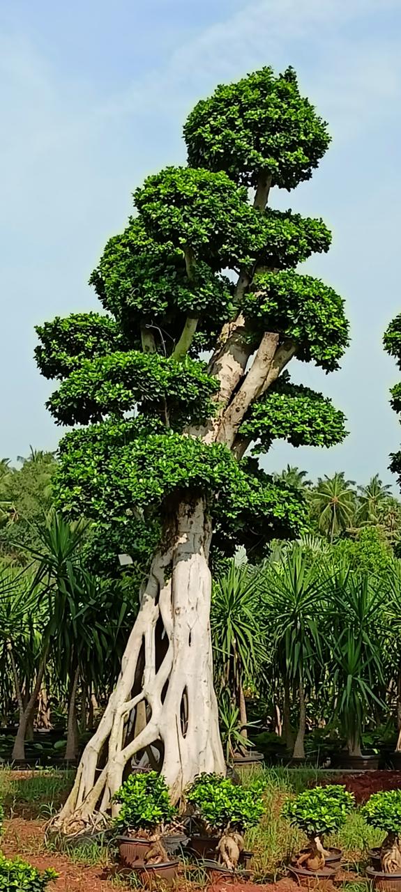 Topiary plants by Total Green Solutions — photo 3